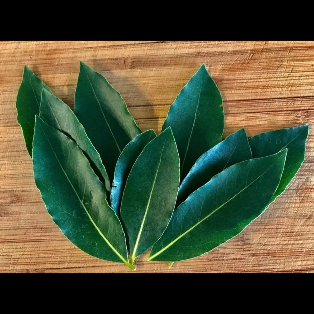 Fresh bay leafs
